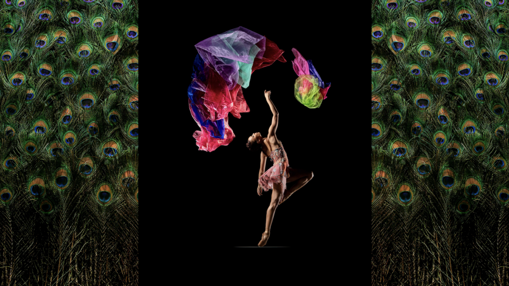 LINES Ballet dancer Amanda Smith dancing as multi-colored, sheer sheets of fabric waft above her; Amanda is against a black background with peacock feathers lining the left and right sides of the imagery
