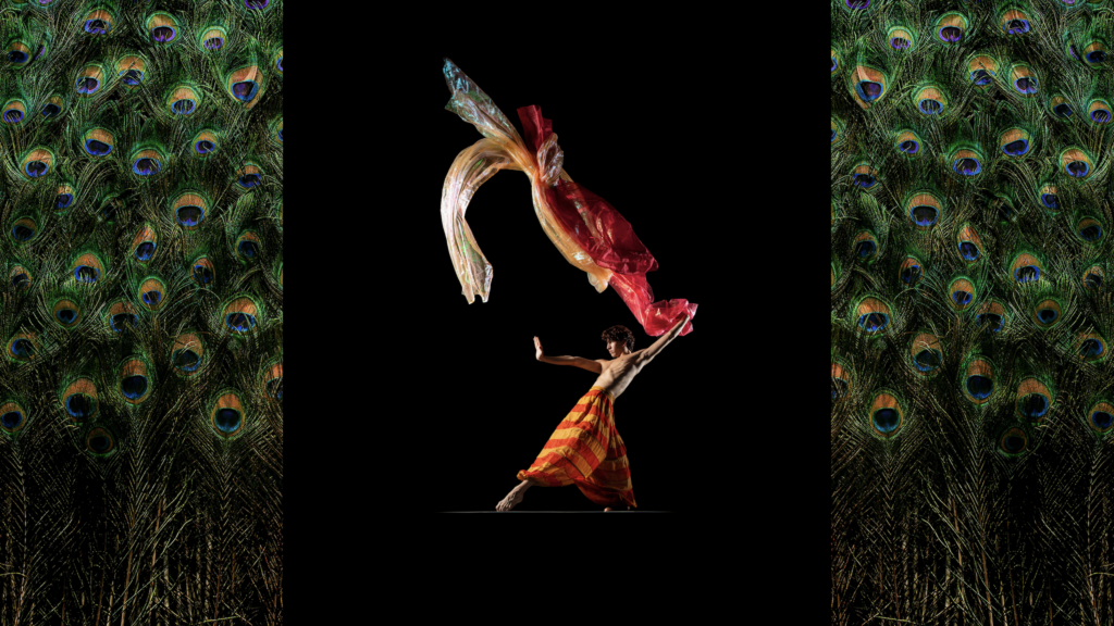 LINES Ballet dancer Maël Amatoul dancing as multi-colored, sheer sheets of fabric waft above him; Maël is against a black background with peacock feathers lining the left and right sides of the imagery